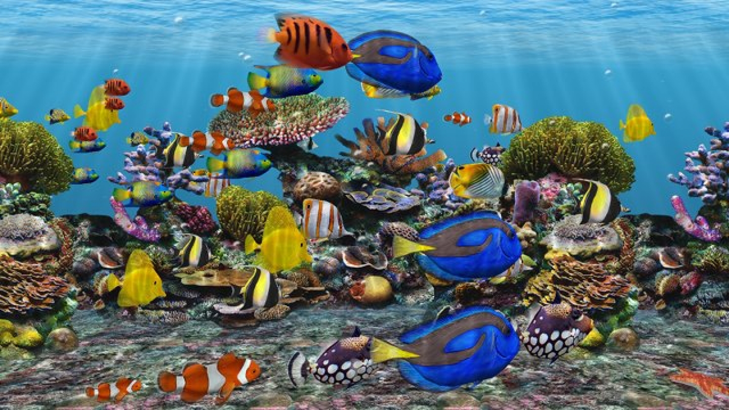 3d Fish Tank Screensaver Free - supportday